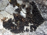 Collema polycarpon image