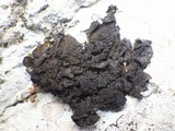 Collema auriforme image