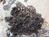 Collema flaccidum image