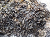 Collema flaccidum image