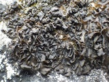 Collema flaccidum image