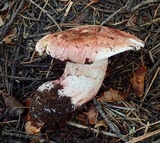 Hygrophorus purpurascens image