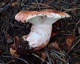 Hygrophorus purpurascens image
