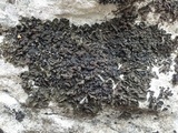 Collema fuscovirens image