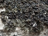 Collema fuscovirens image