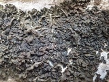 Collema fuscovirens image