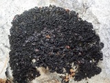 Lathagrium cristatum image