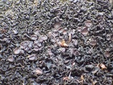 Lathagrium cristatum image