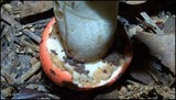 Tylopilus balloui image
