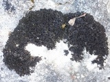 Lathagrium cristatum image