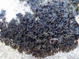 Lathagrium cristatum image