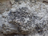 Lecanographa grumulosa image