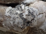 Lecanographa grumulosa image
