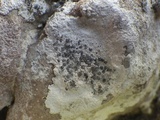 Lecanographa grumulosa image