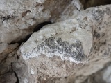Lecanographa grumulosa image