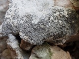 Lecanographa grumulosa image