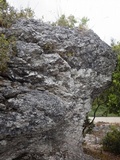 Lecanographa grumulosa image