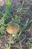 Amanita flavorubens image