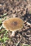 Amanita flavorubens image