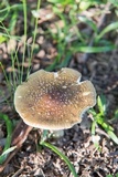 Amanita flavorubens image