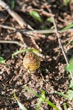 Amanita flavorubens image