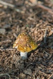 Amanita flavorubens image