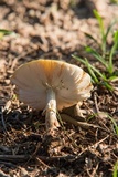 Amanita flavorubens image