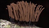 Stemonitis splendens image