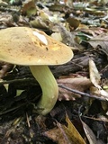 Xanthoconium affine image