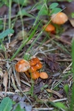 Hygrocybe psittacina var. perplexa image