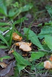 Hygrocybe psittacina var. perplexa image