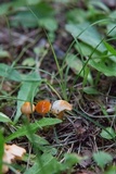 Hygrocybe psittacina var. perplexa image