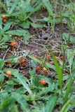 Hygrocybe psittacina var. perplexa image