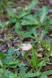 Hygrocybe psittacina var. perplexa image