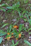 Hygrocybe psittacina var. perplexa image