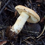 Lepiota spheniscispora image