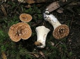 Gomphus kauffmanii image