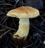 Lepiota spheniscispora image