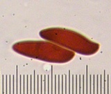 Lepiota spheniscispora image