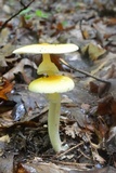 Amanita banningiana image