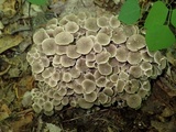 Polyporus umbellatus image