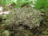 Polyporus umbellatus image