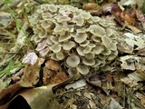 Polyporus umbellatus image