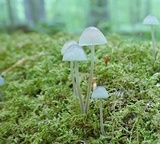 Mycena subcaerulea image