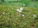 Mycena subcaerulea image