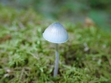 Mycena subcaerulea image