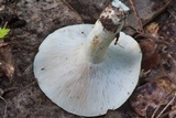 Lactarius piperatus image
