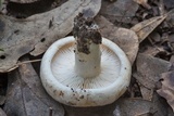 Lactarius piperatus image