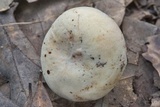 Lactarius piperatus image