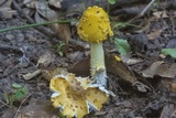 Amanita flavorubens image